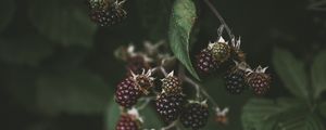 Preview wallpaper blackberry, raspberry, berries, macro, blur