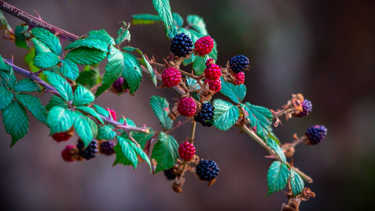 Wallpaper blackberry, raspberry, berry, branch, bush