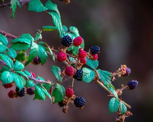 Preview wallpaper blackberry, raspberry, berry, branch, bush