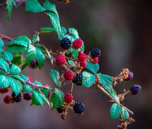 Preview wallpaper blackberry, raspberry, berry, branch, bush