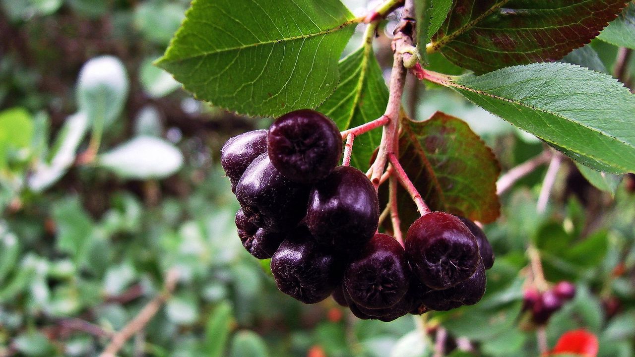 Wallpaper blackberry, rowan, branch, leaves