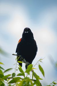 Preview wallpaper blackbird, bird, black, branches, leaves