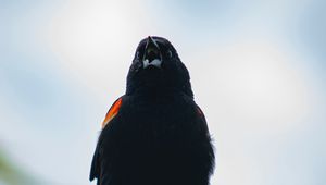 Preview wallpaper blackbird, bird, black, branches, leaves