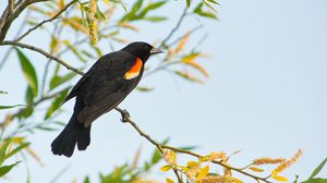 Preview wallpaper blackbird, bird, branch