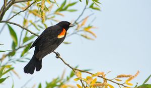 Preview wallpaper blackbird, bird, branch