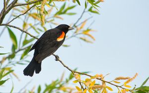 Preview wallpaper blackbird, bird, branch
