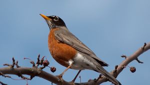 Preview wallpaper blackbird, bird, branch, sky, sit