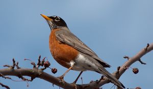 Preview wallpaper blackbird, bird, branch, sky, sit