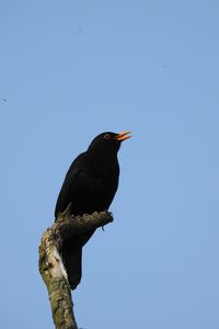 Preview wallpaper blackbird, bird, log, sky