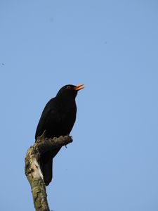 Preview wallpaper blackbird, bird, log, sky