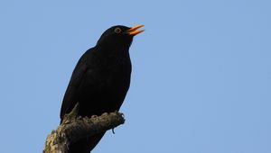 Preview wallpaper blackbird, bird, log, sky