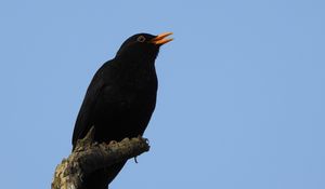 Preview wallpaper blackbird, bird, log, sky