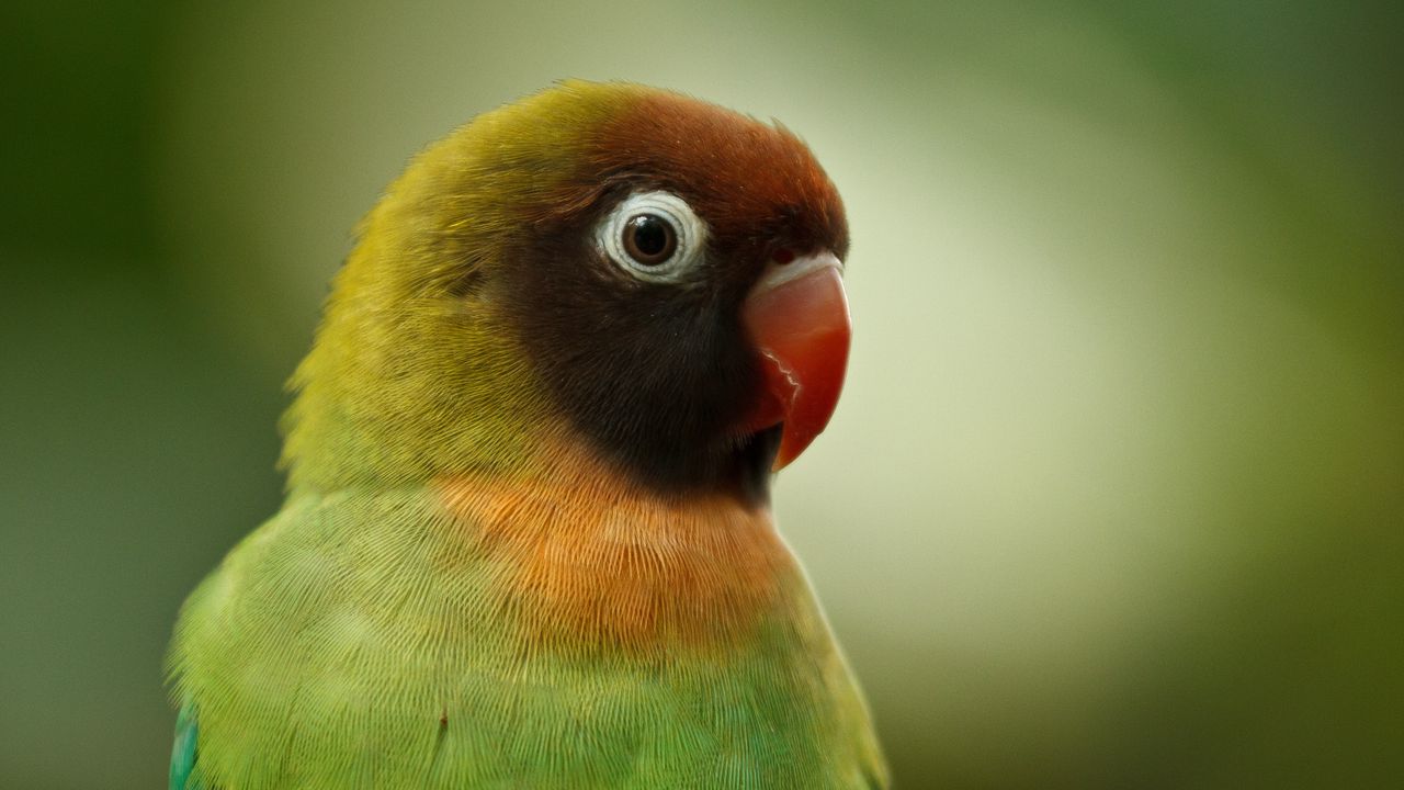 Wallpaper black-cheeked lovebird, lovebird, parrot, bird, beak hd ...