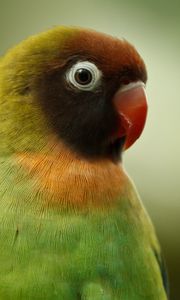 Preview wallpaper black-cheeked lovebird, lovebird, parrot, bird, beak