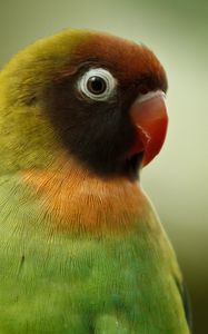 Preview wallpaper black-cheeked lovebird, lovebird, parrot, bird, beak