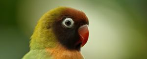 Preview wallpaper black-cheeked lovebird, lovebird, parrot, bird, beak