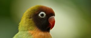 Preview wallpaper black-cheeked lovebird, lovebird, parrot, bird, beak