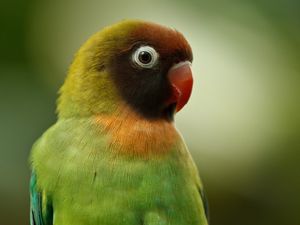 Preview wallpaper black-cheeked lovebird, lovebird, parrot, bird, beak