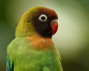 Preview wallpaper black-cheeked lovebird, lovebird, parrot, bird, beak