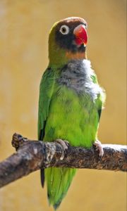 Preview wallpaper black-cheeked lovebird, lovebird, parrot, beak, branch