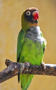 Preview wallpaper black-cheeked lovebird, lovebird, parrot, beak, branch