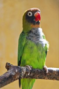 Preview wallpaper black-cheeked lovebird, lovebird, parrot, beak, branch