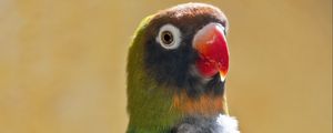 Preview wallpaper black-cheeked lovebird, lovebird, parrot, beak, branch