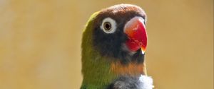 Preview wallpaper black-cheeked lovebird, lovebird, parrot, beak, branch