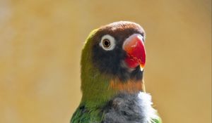 Preview wallpaper black-cheeked lovebird, lovebird, parrot, beak, branch