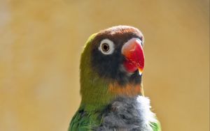 Preview wallpaper black-cheeked lovebird, lovebird, parrot, beak, branch