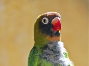 Preview wallpaper black-cheeked lovebird, lovebird, parrot, beak, branch