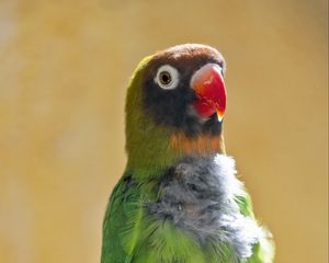 Preview wallpaper black-cheeked lovebird, lovebird, parrot, beak, branch