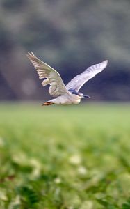 Preview wallpaper black-crowned night-heron, bird, flying, wings, wildlife, blur