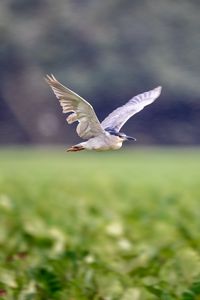 Preview wallpaper black-crowned night-heron, bird, flying, wings, wildlife, blur