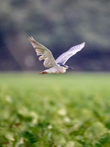 Preview wallpaper black-crowned night-heron, bird, flying, wings, wildlife, blur