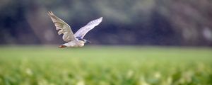 Preview wallpaper black-crowned night-heron, bird, flying, wings, wildlife, blur