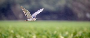 Preview wallpaper black-crowned night-heron, bird, flying, wings, wildlife, blur