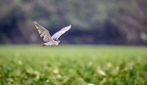 Preview wallpaper black-crowned night-heron, bird, flying, wings, wildlife, blur