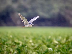 Preview wallpaper black-crowned night-heron, bird, flying, wings, wildlife, blur