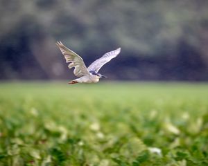 Preview wallpaper black-crowned night-heron, bird, flying, wings, wildlife, blur