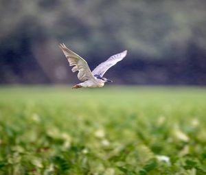 Preview wallpaper black-crowned night-heron, bird, flying, wings, wildlife, blur