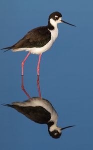 Preview wallpaper black-necked stilt, bird, reflection