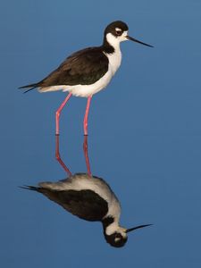 Preview wallpaper black-necked stilt, bird, reflection