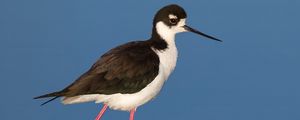 Preview wallpaper black-necked stilt, bird, reflection