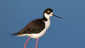 Preview wallpaper black-necked stilt, bird, reflection