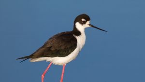 Preview wallpaper black-necked stilt, bird, reflection