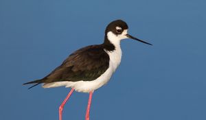 Preview wallpaper black-necked stilt, bird, reflection