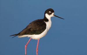 Preview wallpaper black-necked stilt, bird, reflection