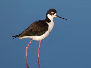 Preview wallpaper black-necked stilt, bird, reflection