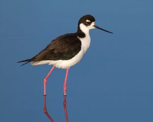 Preview wallpaper black-necked stilt, bird, reflection